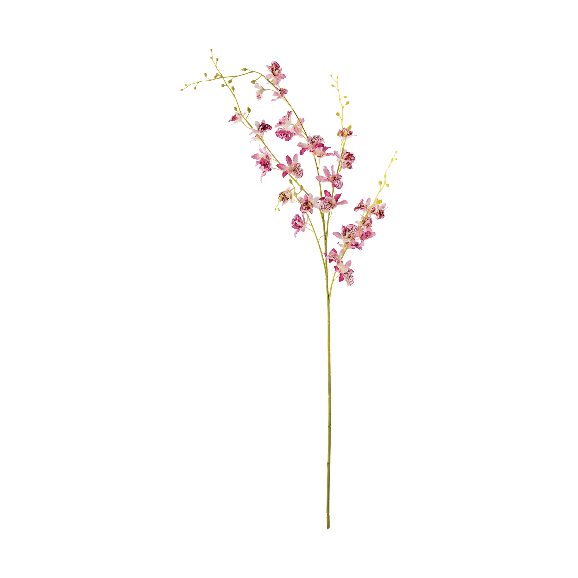 Stem orchid wax flower, Pink Bloomingville