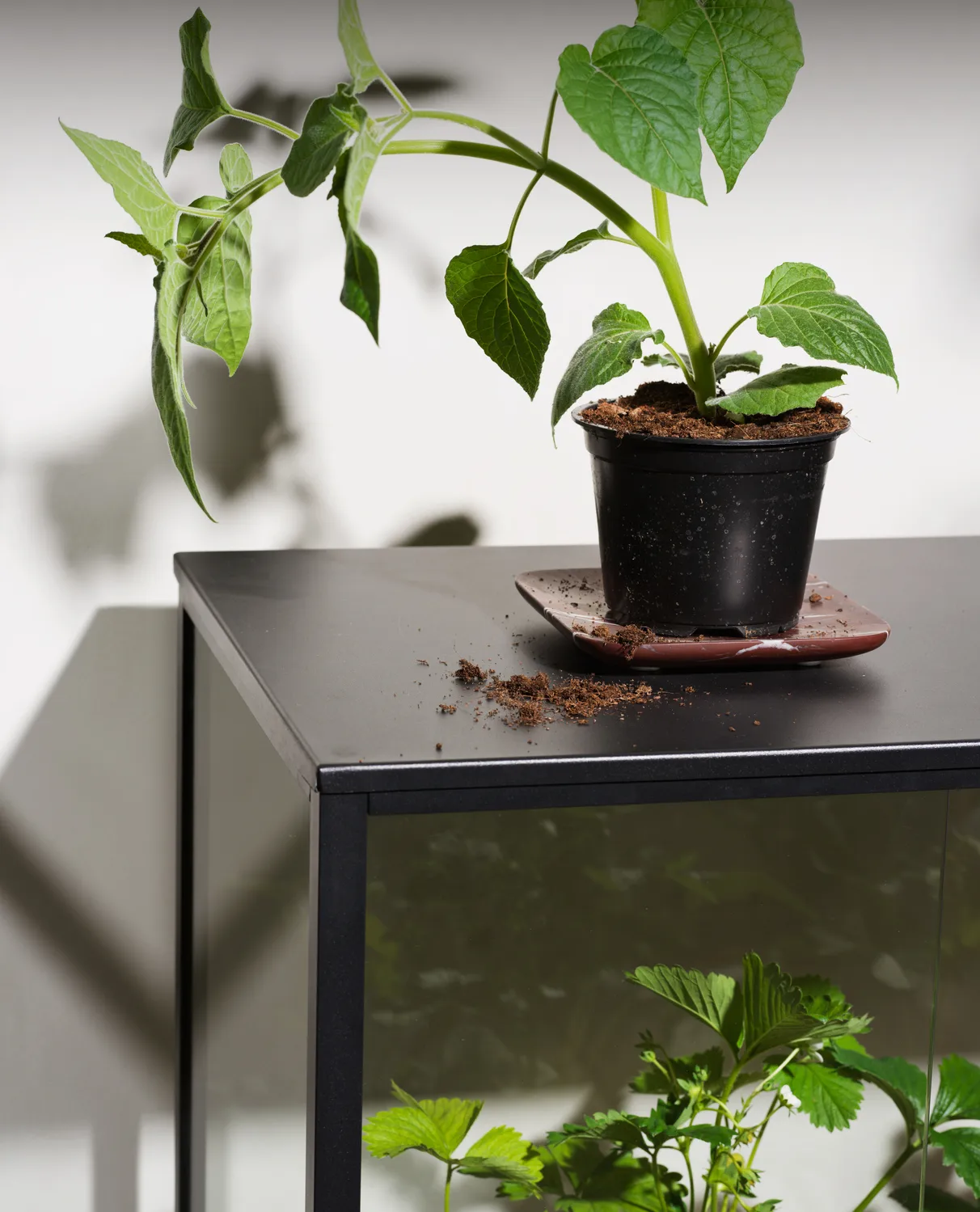 Grower Greens plant cabinet, Black, 81x82 cm Brafab